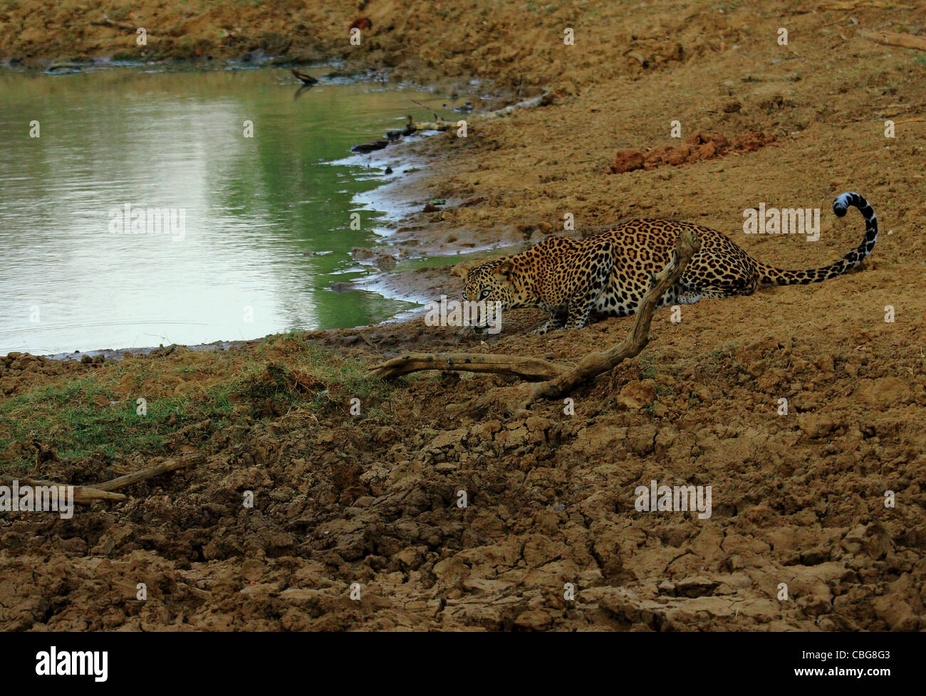 Leoparden in Sri Lanka Stockfoto