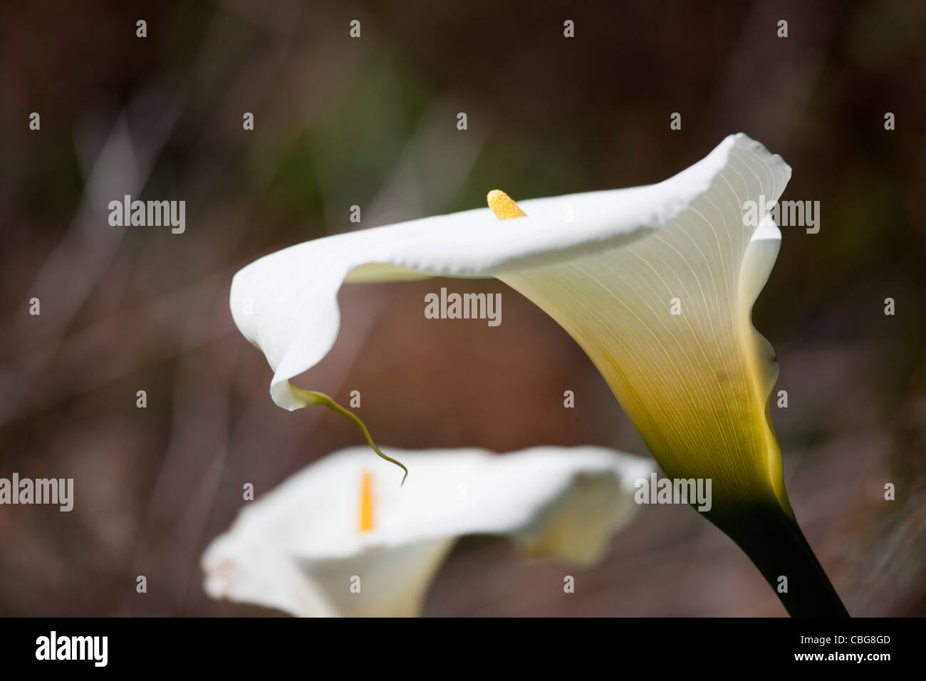 Eine weiße Calla Lilie Stockfoto