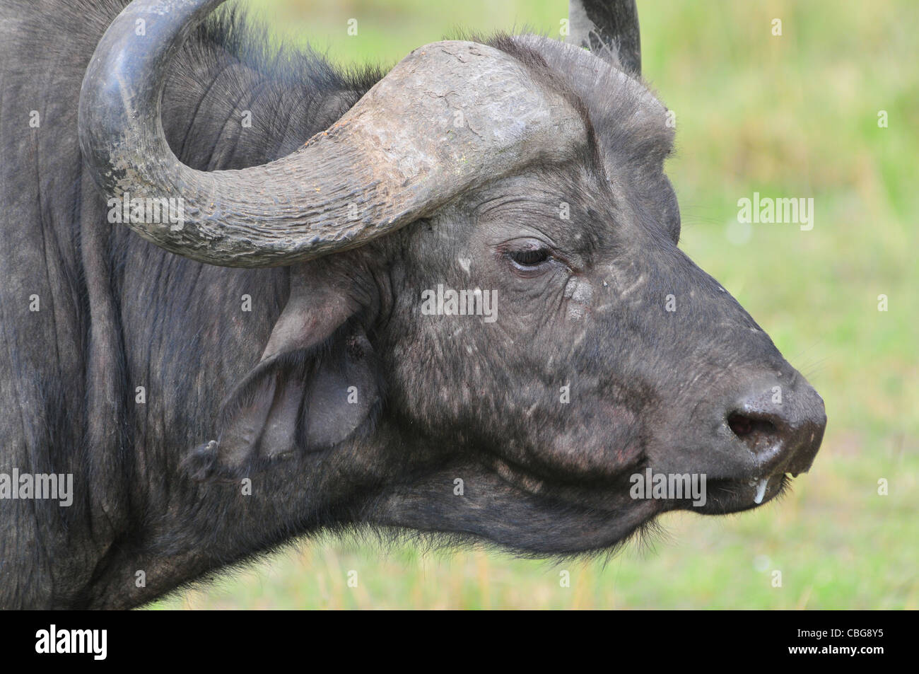 Kaffernbüffel, Masai Mara Stockfoto