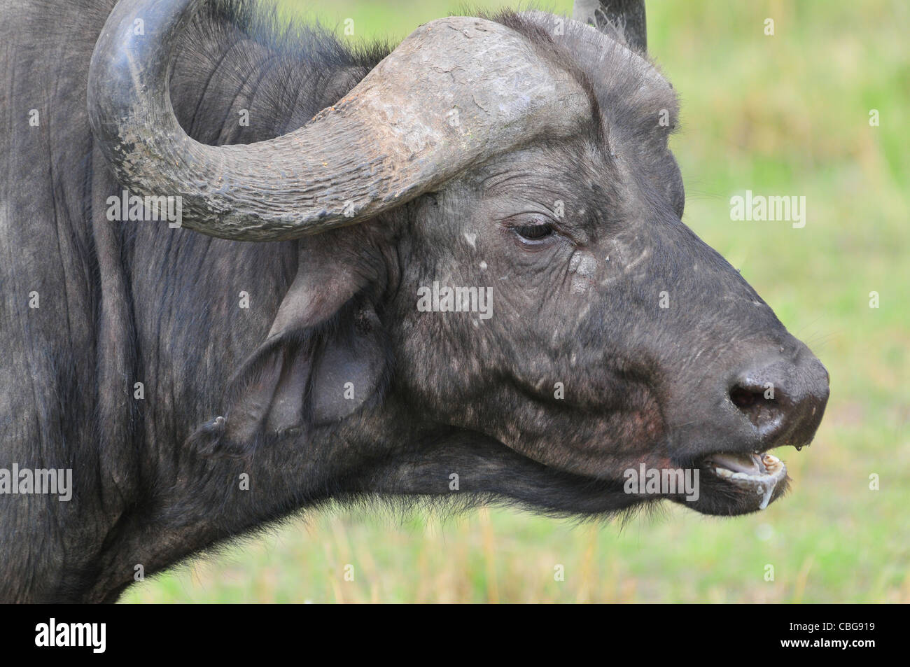 Kaffernbüffel, Masai Mara Stockfoto