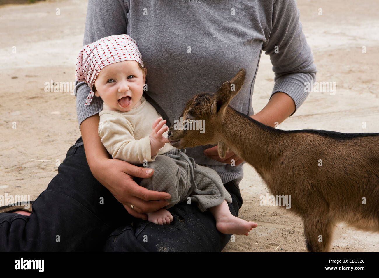 Eine Ziege knabbert an ein Baby finger Stockfoto