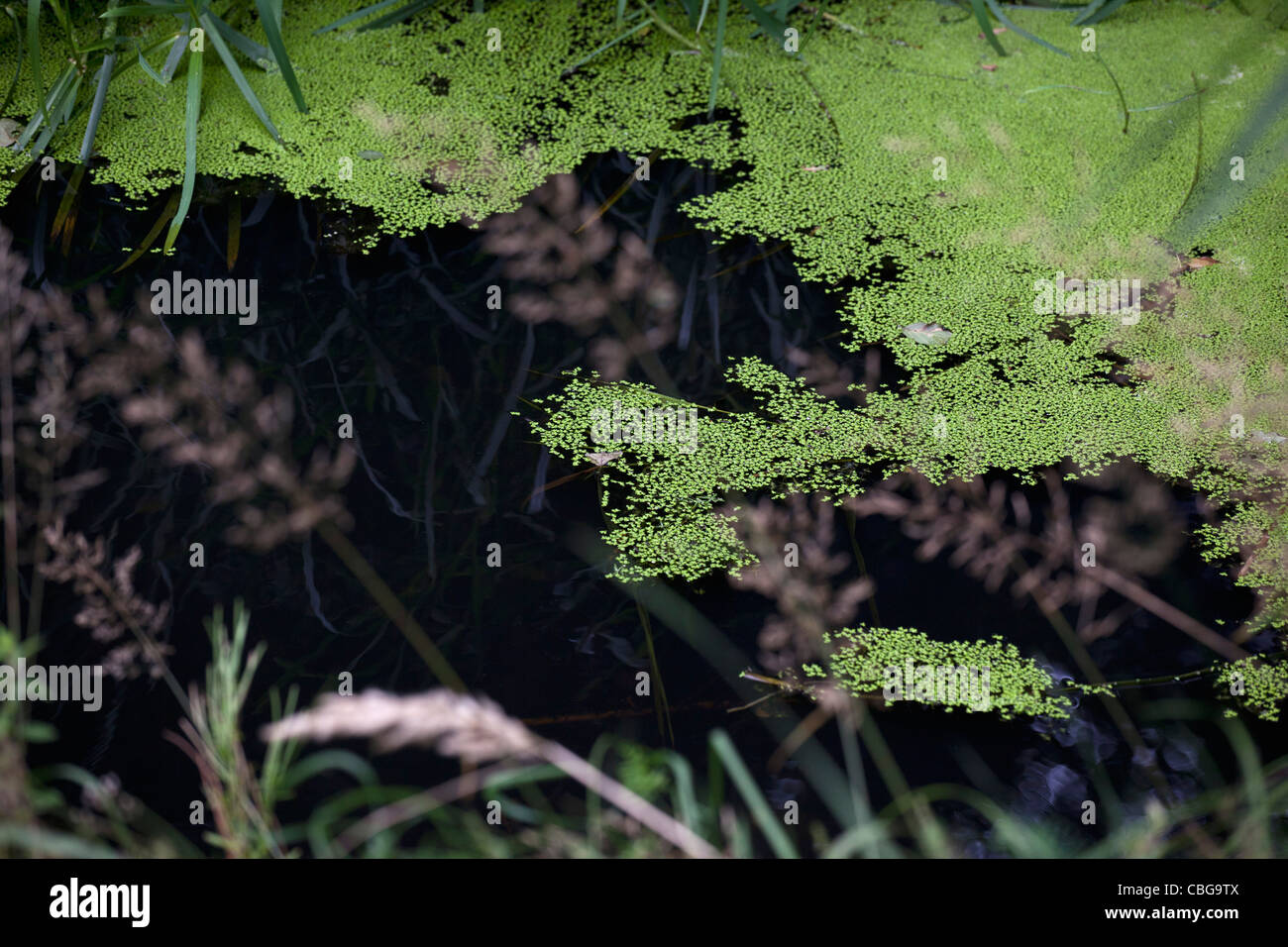 Algen auf Teichwasser schweben Stockfoto