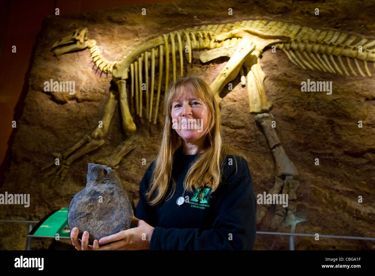 Penny Newbury. Paläontologe, Dinosauriermuseum, Sandown, Isle of Wight, England, Großbritannien, Rekonstruktion, Iguanodon, Skelett, Modell, Bernissartensis Stockfoto