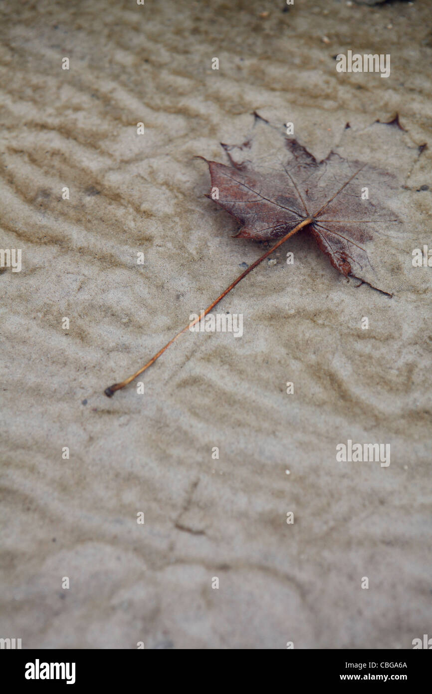 Ahornblatt auf wellige nassen sand Stockfoto