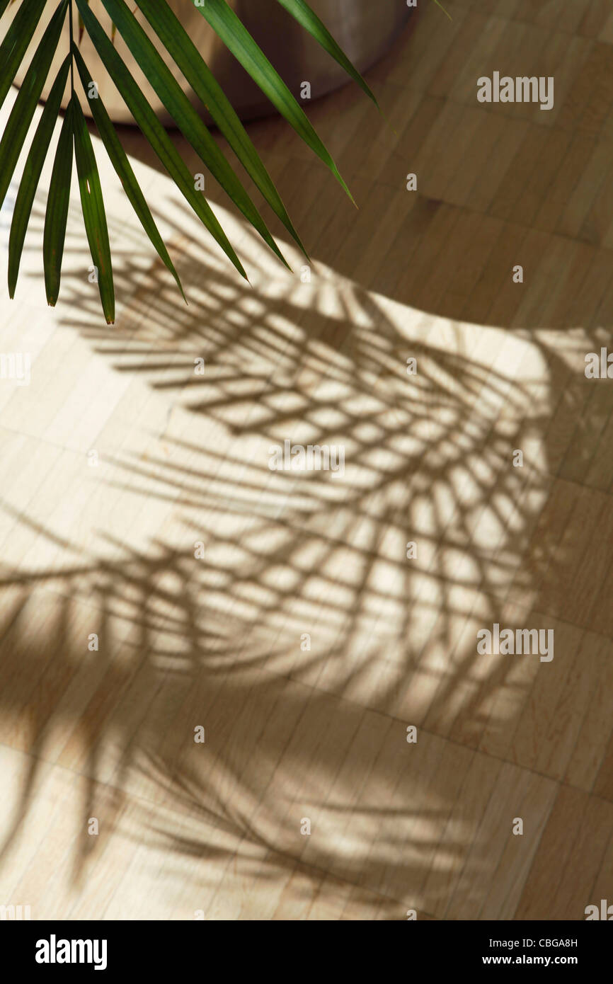 Ventilator-Palme im Schatten auf Holzboden Stockfoto