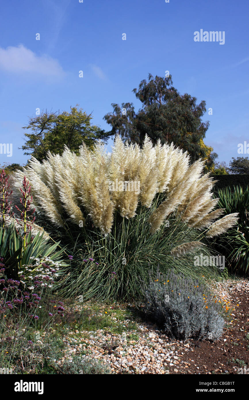 CORTADERIA SELLOANA RENDATLERI. PAMPASGRAS. GRASBÜSCHEL GRASS. Stockfoto