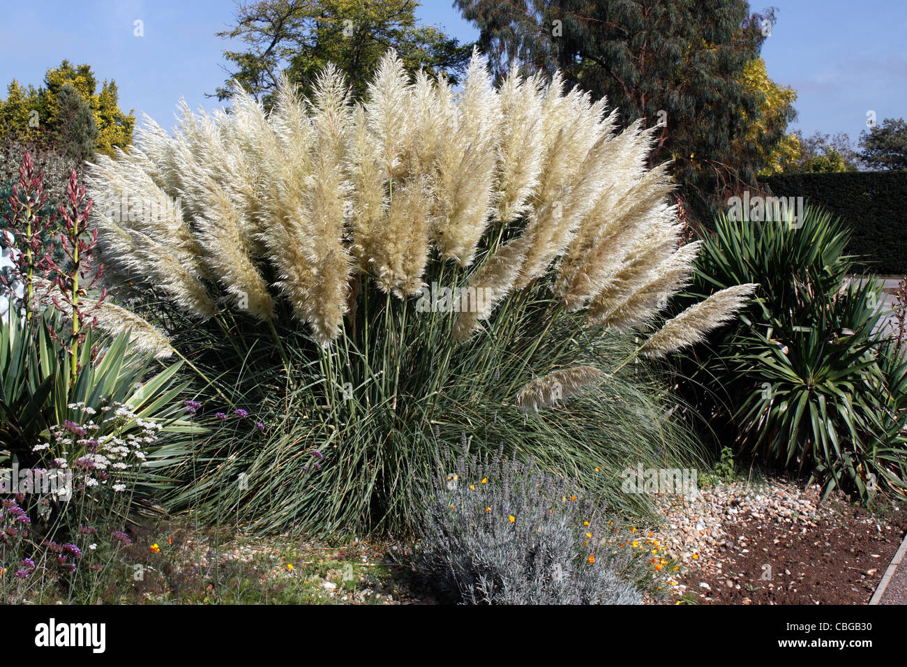 CORTADERIA SELLOANA RENDATLERI. PAMPASGRAS. GRASBÜSCHEL GRASS. Stockfoto