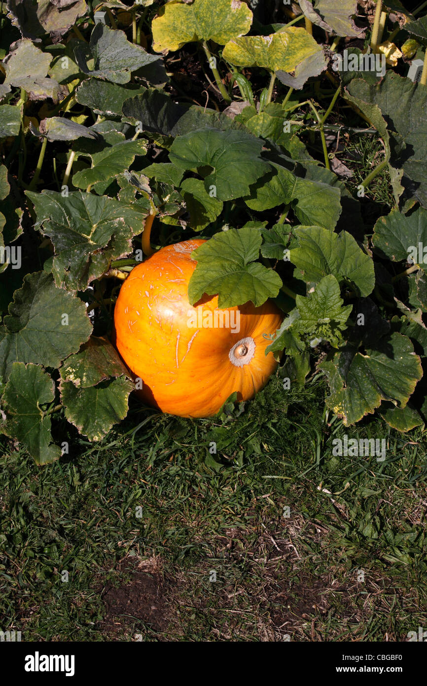 CUCURBITA. KÜRBIS-ORANGEN-SORBET. Stockfoto