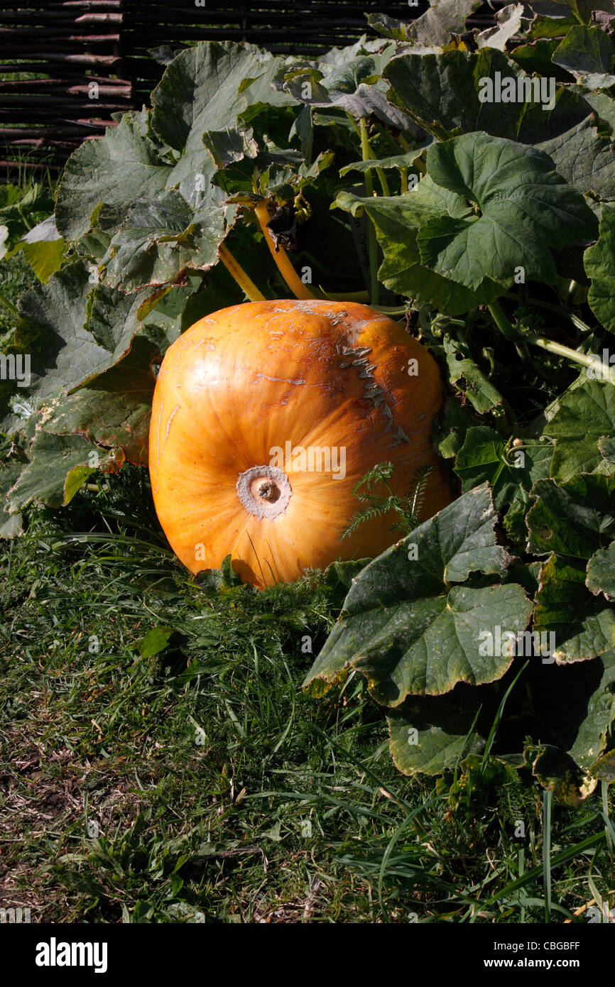 CUCURBITA. KÜRBIS-ORANGEN-SORBET. Stockfoto
