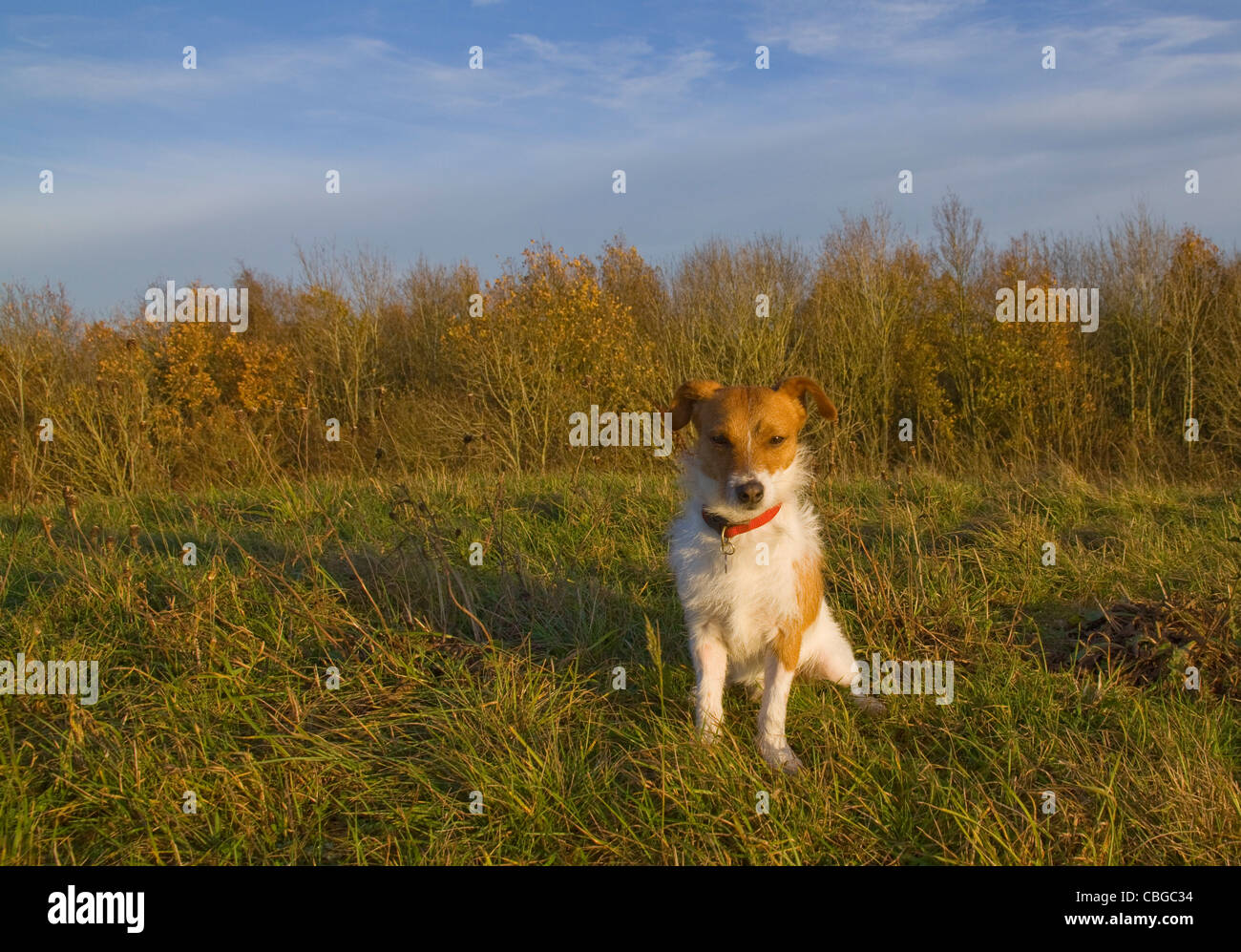 Ein Parsons Jack Russell Terrier sitzen draußen auf einer Wiese Stockfoto