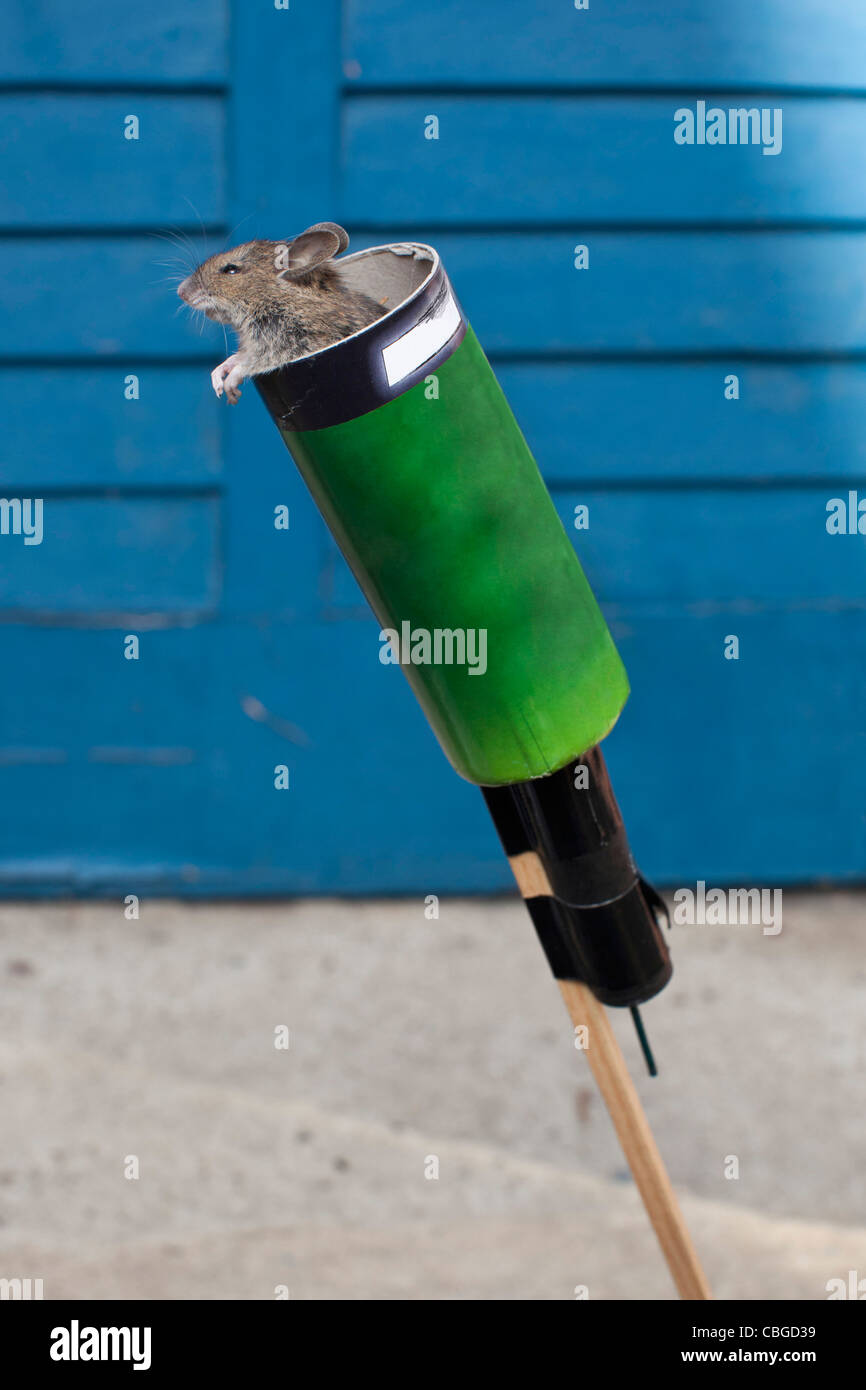 Maus, die Vorbereitung für den Start Stockfoto