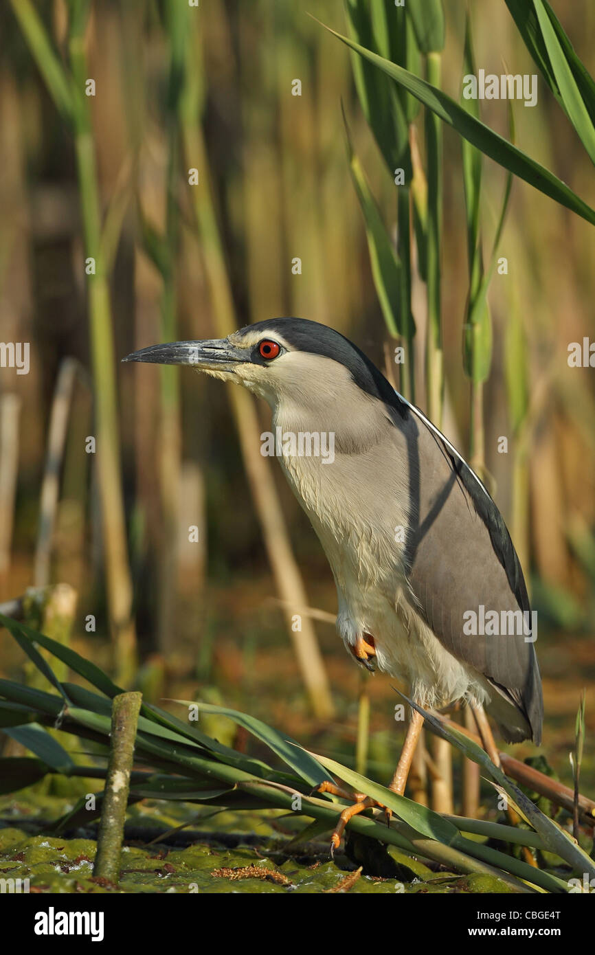 Schwarz-gekrönter Nachtreiher (Nycticorax Nycticorax) Stockfoto