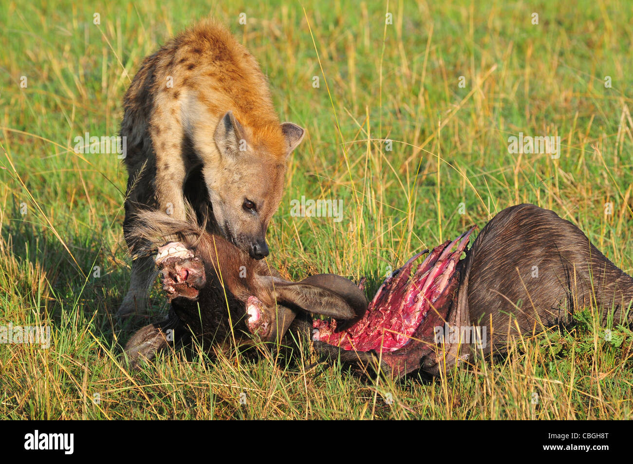 Hyäne mit Löwen töten, Masai Mara Stockfoto