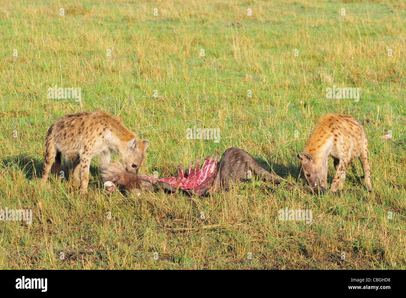 Hyäne mit Löwen töten, Masai Mara Stockfoto