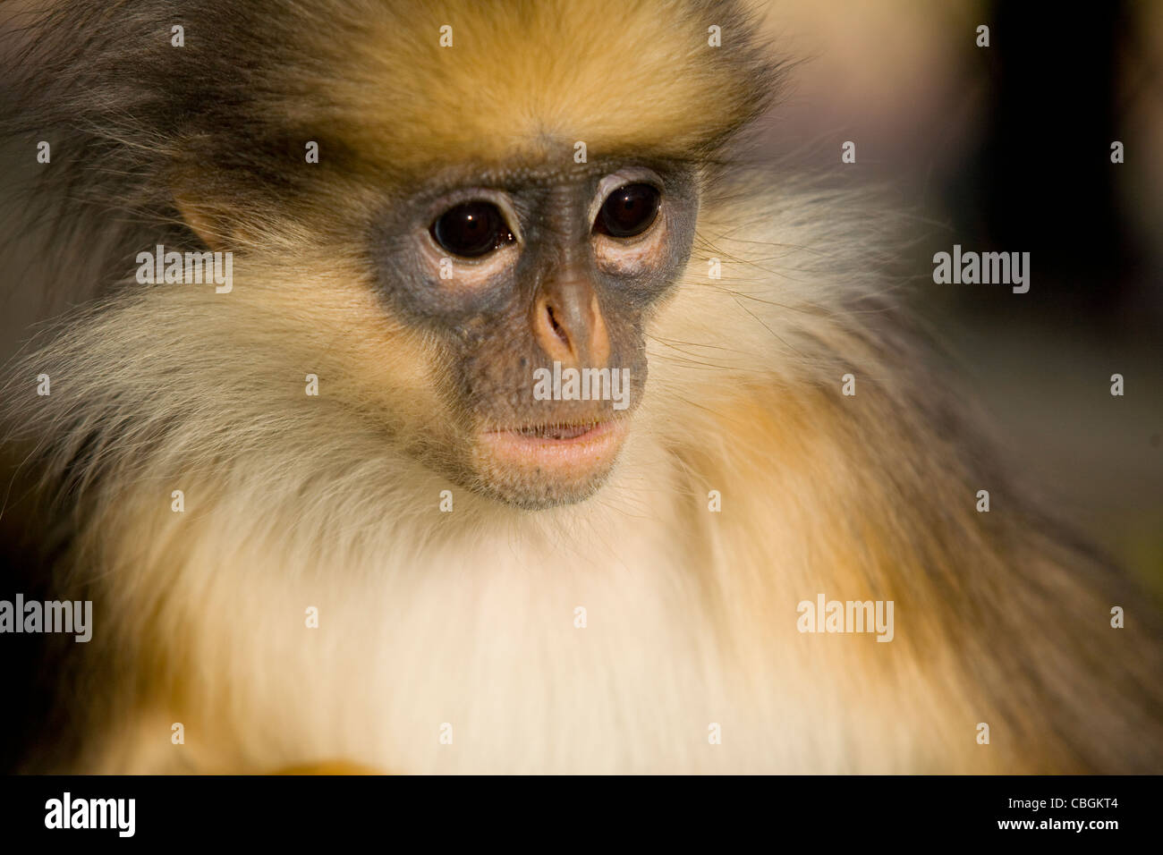 Großbritannien, England, Isle Of Wight, Newport, Eule und Monkey Haven Stockfoto