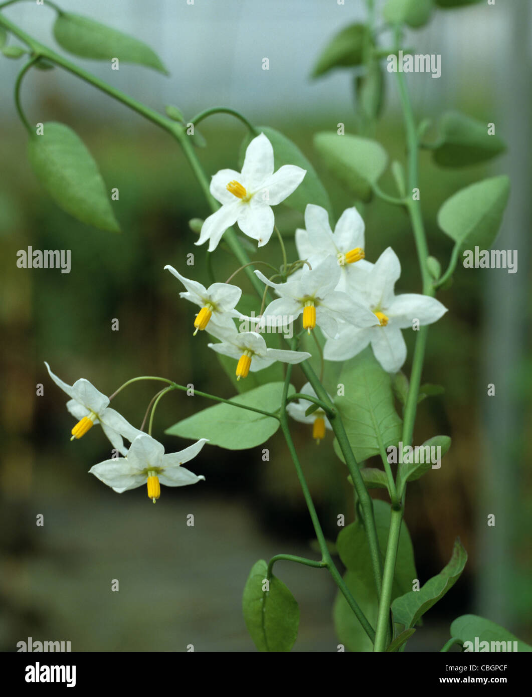 Nachtschatten (Solanum Jasminoides Album) Jasminblüte Stockfoto