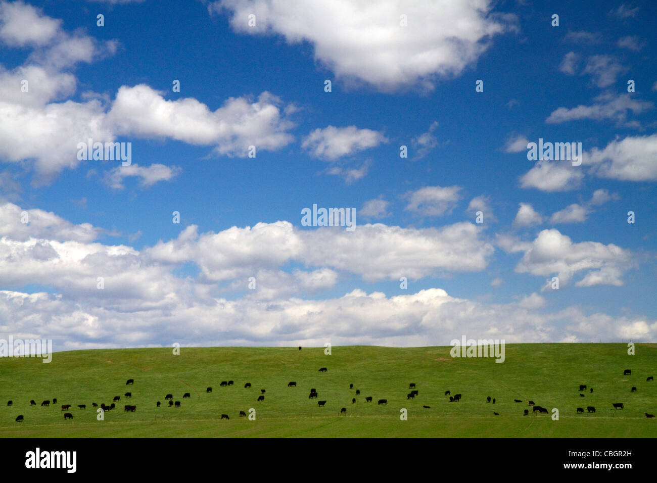 Rinder grasen auf Ackerland in Elmore County, Idaho, USA. Stockfoto