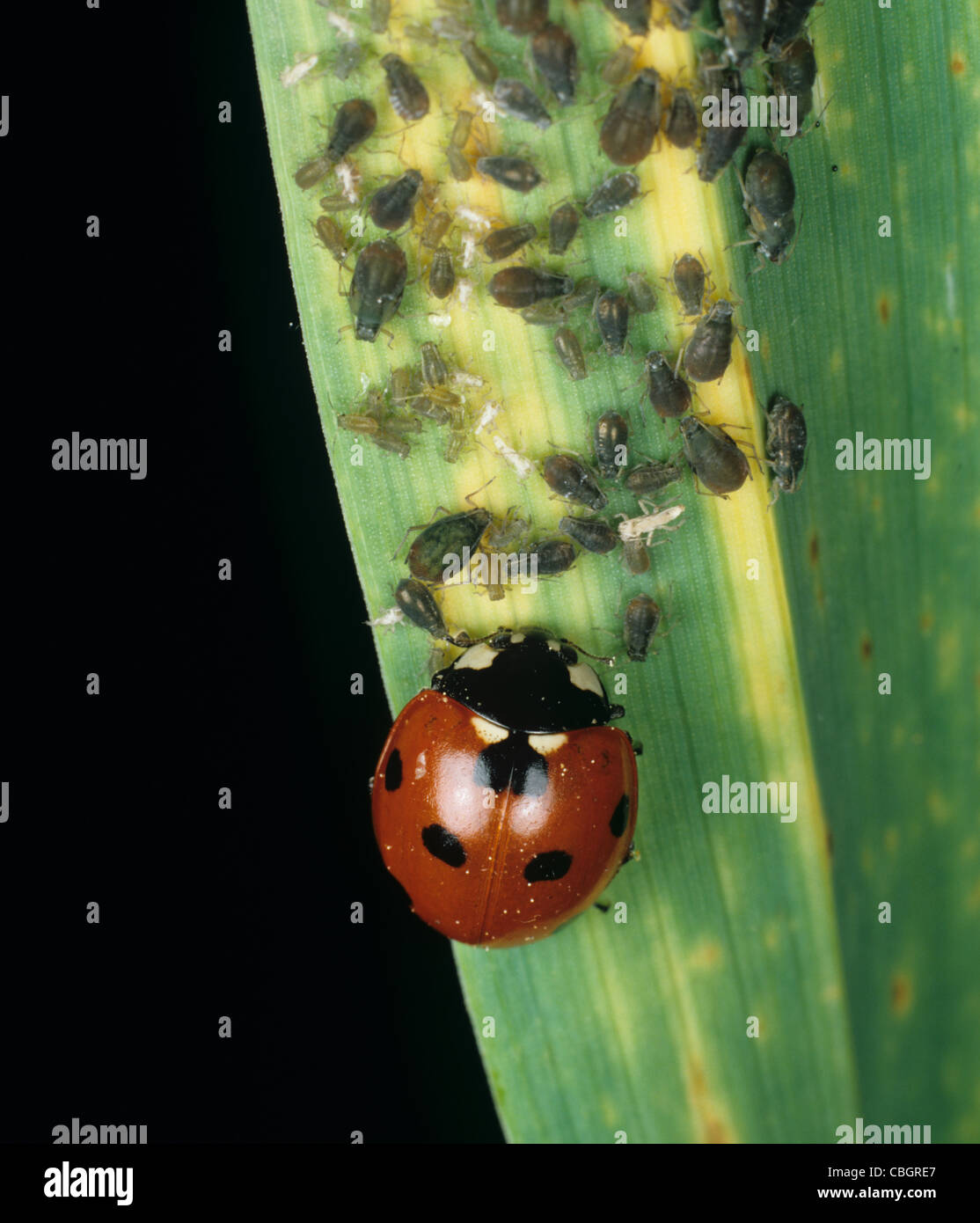 Sieben Flecken Marienkäfer (Coccinella septempunctata) und Vogelkirschblattläuse auf Gerste Stockfoto
