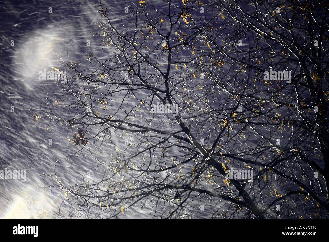 Schwerer Regen und Schnee-Regen Sturm bewegt sich Baum im Wind, in der Nacht. Stockfoto