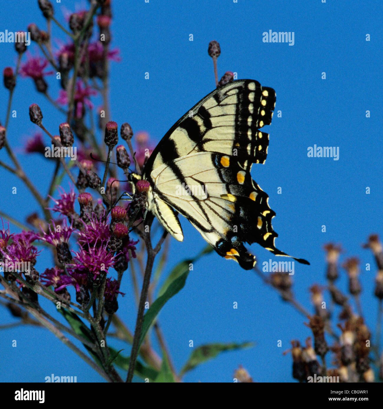 Ein männlicher Tiger Schwalbenschwanz (Papilio Glaucus) auf eine Pflanze Wolfsmilch Stockfoto