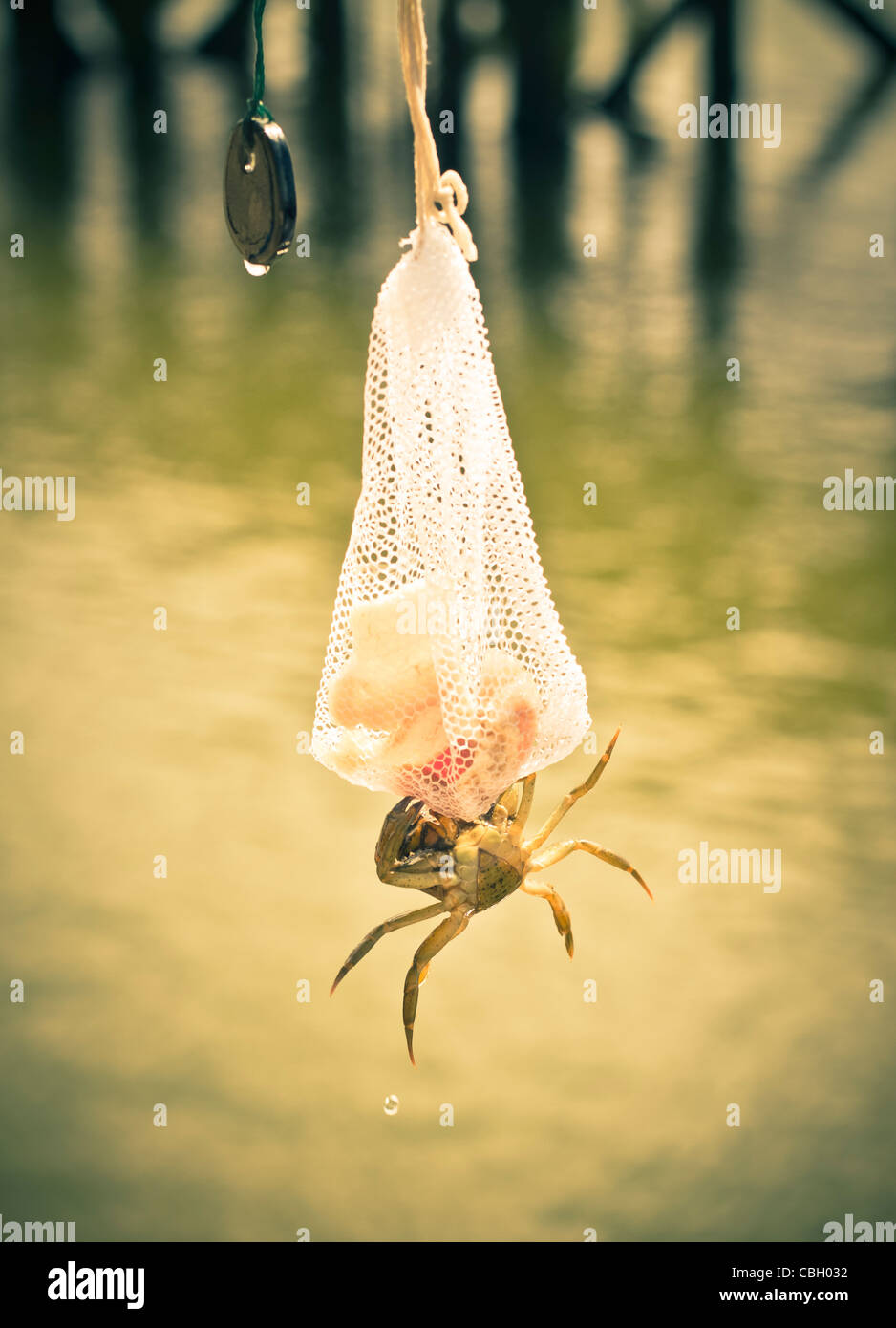 Krabbenfang auf einem Pier. Krabbe, Beutel mit Speckwürfeln befestigt. Stockfoto