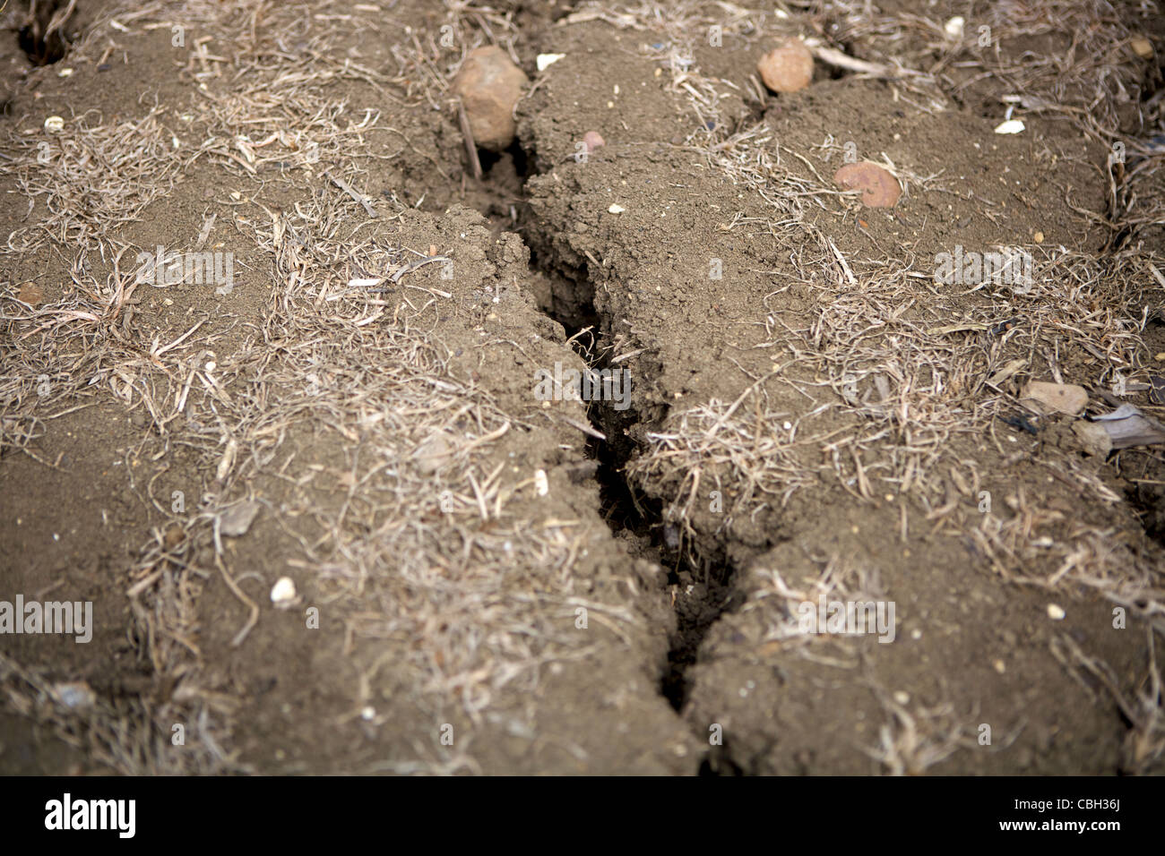 Trockene Erde mit Austrocknung Risse und verdorrt gescheiterten Polizisten und Pflanzen, UK Stockfoto