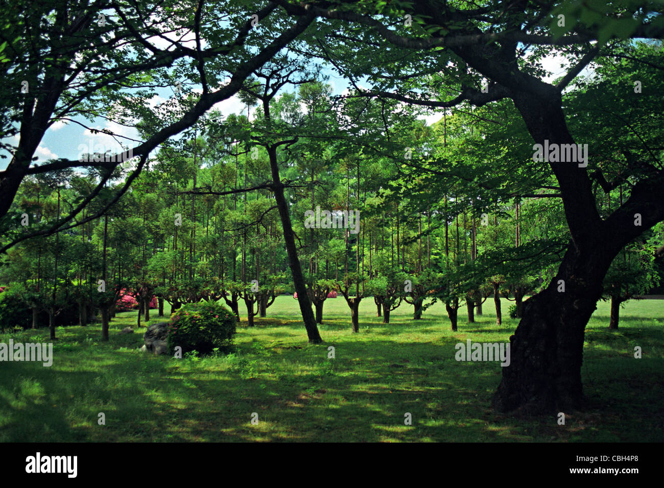 Nijo Castle Garden, Kyoto, Japan Stockfoto