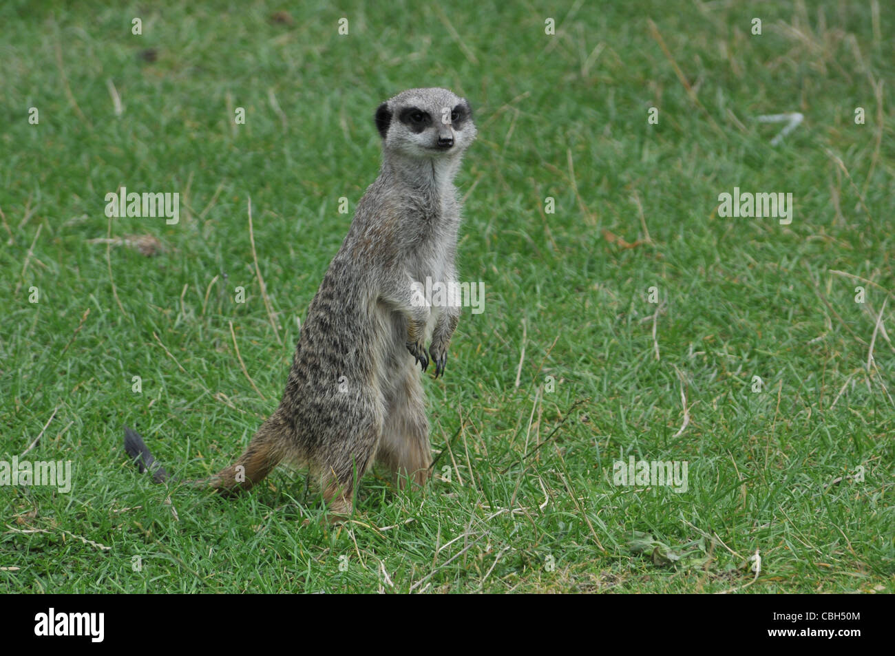 Erdmännchen stehend auf hid Beine Alert Stockfoto