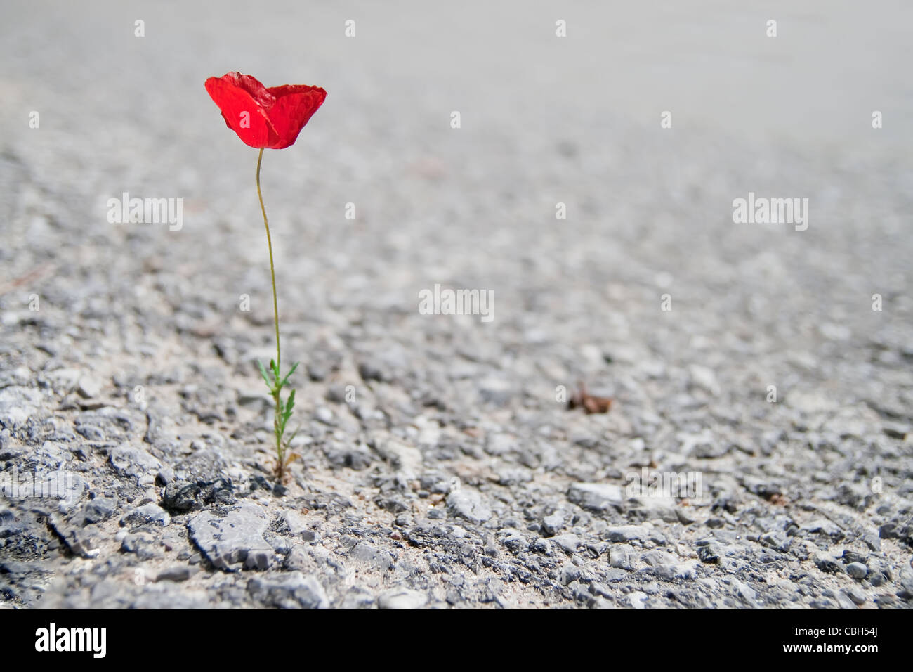 Eine einzelne rote Mohn Blume wächst durch asphalt Stockfoto