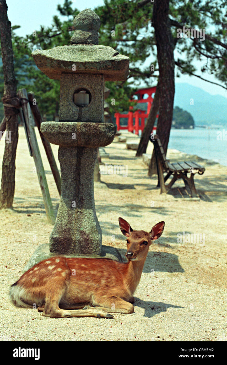 Hirsch, Insel Miyajima, Japan Stockfoto