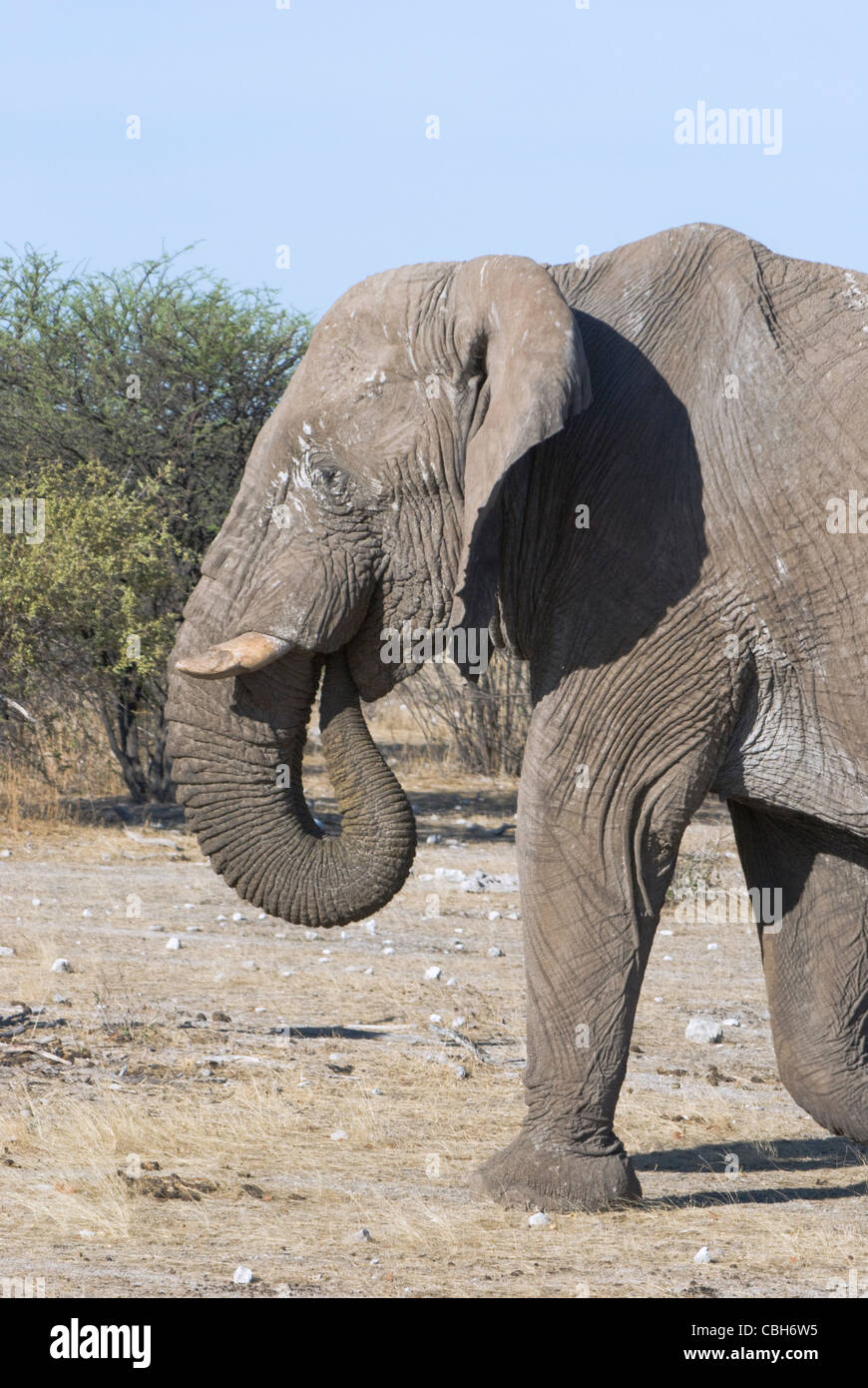 Afrikanischer Elefant-Kopf und Schulter-detail Stockfoto