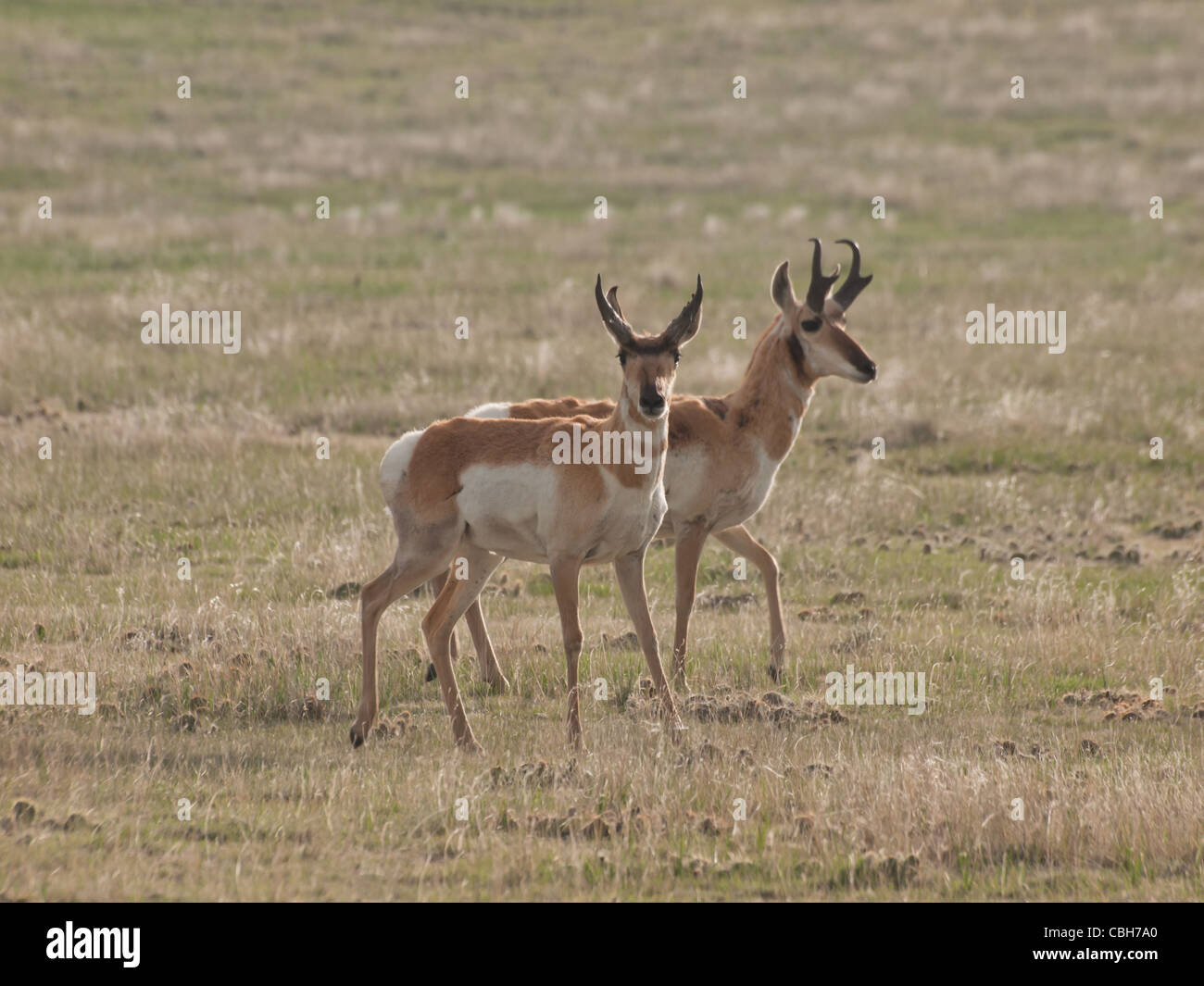 Zwei buck Pronghorns auf Ebenen von Cheyenne, WY. Stockfoto