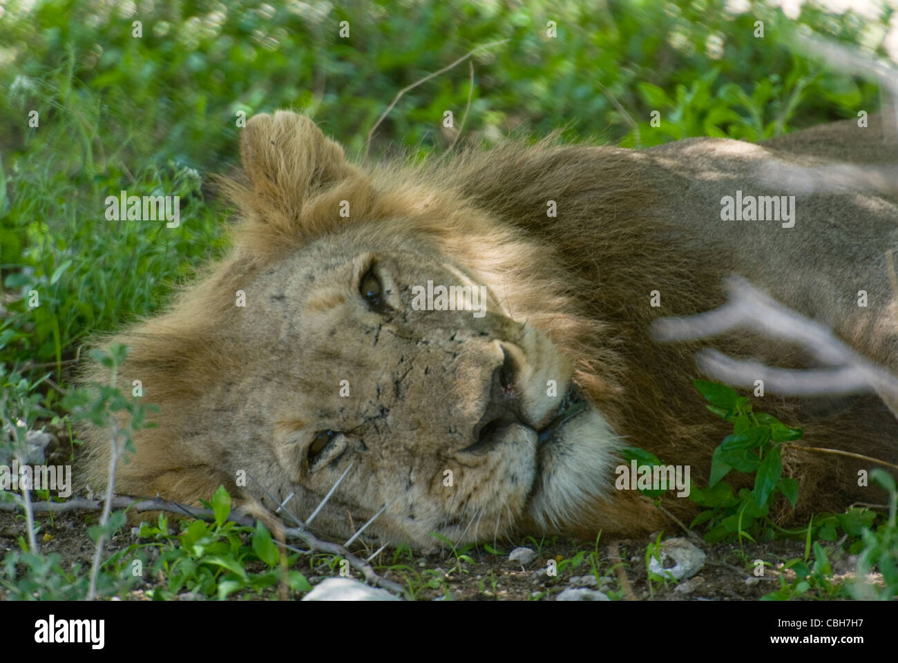 Kopf und Schulter Detail eines männlichen afrikanischen Löwen ruhen unter Acactia Baum Stockfoto