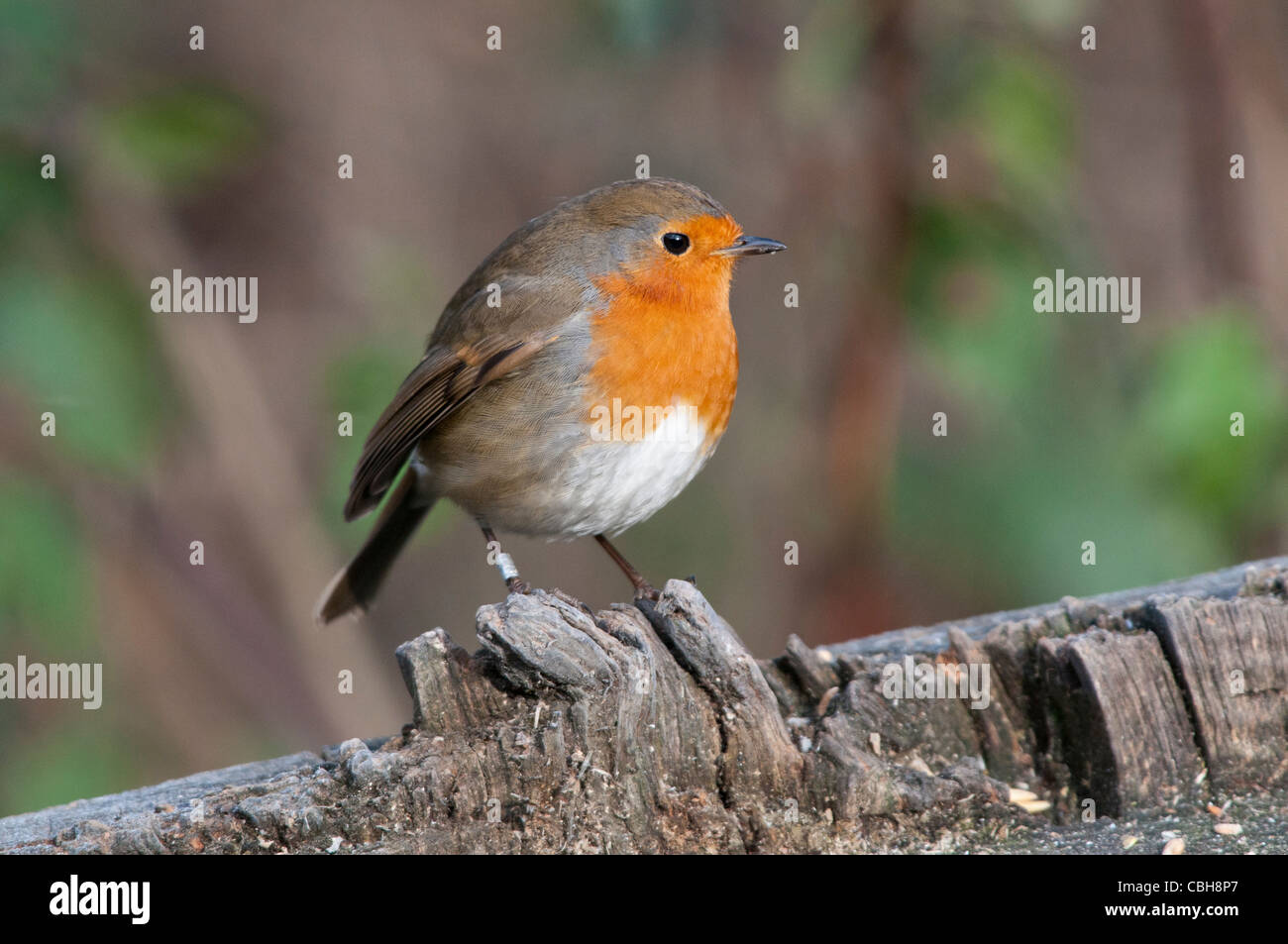 Robin (Erithacus Rubecula) Stockfoto
