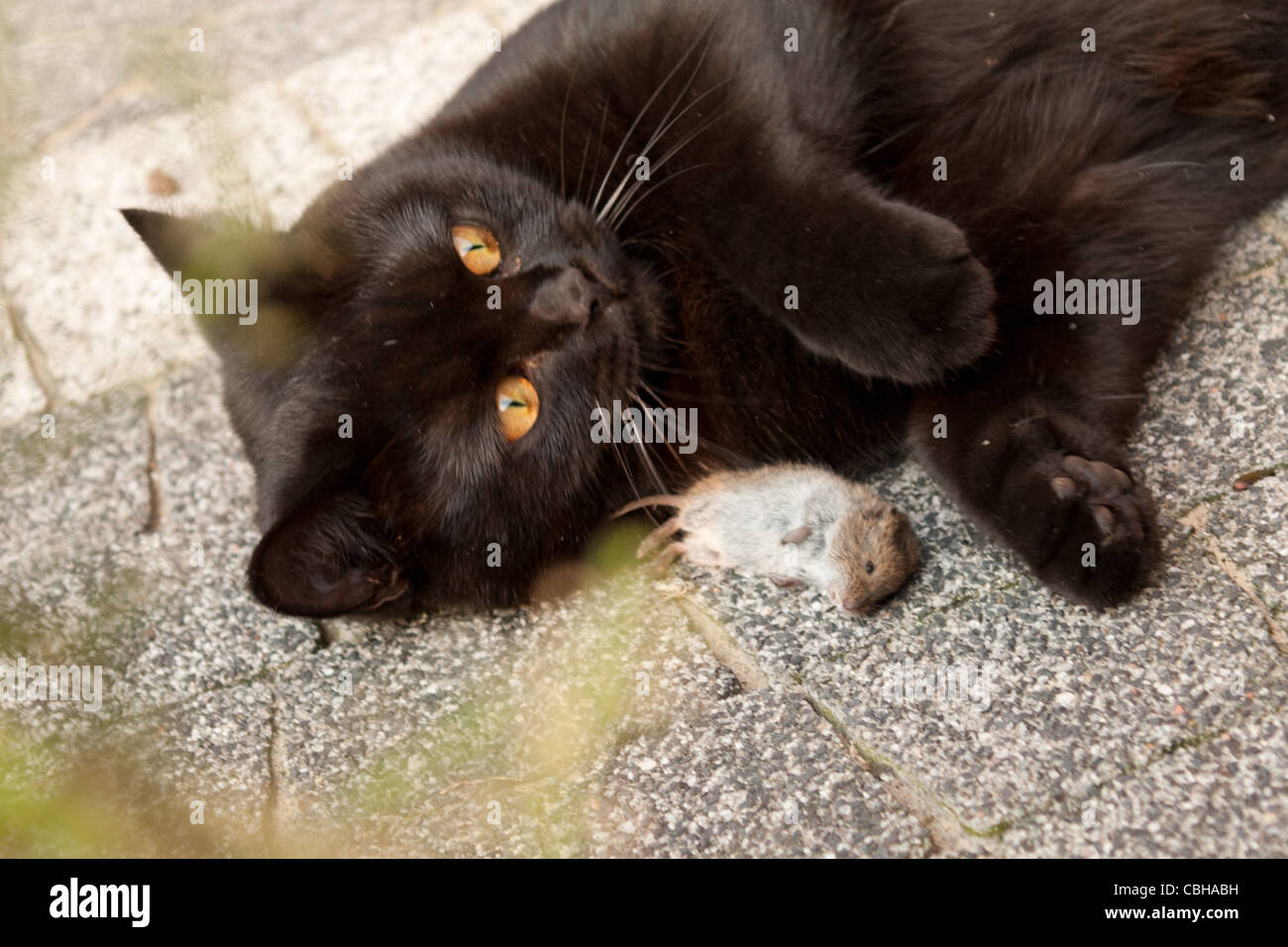 Katze Mit Maus Stockfotos und -bilder Kaufen - Alamy