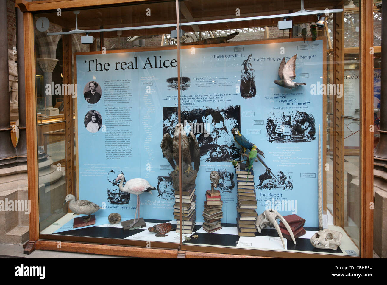 Oxford Natural History Museum, Alice im Wunderland Vitrine Stockfoto