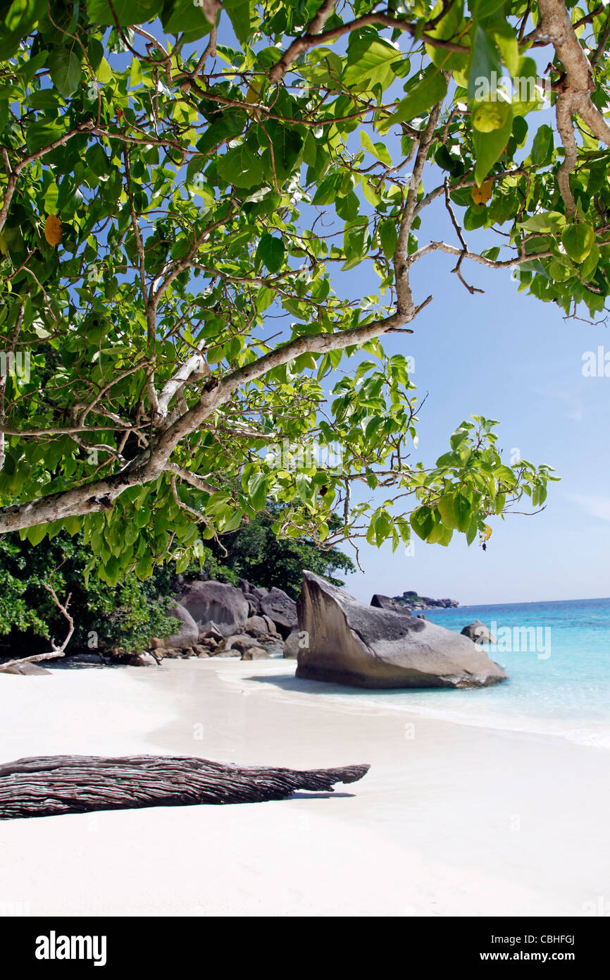 Tropischen Sandstrand Szene mit Bäumen und Felsen auf Miang Insel, Similan Inseln, Phang-Nga, in der Nähe von Phuket, Thailand Stockfoto