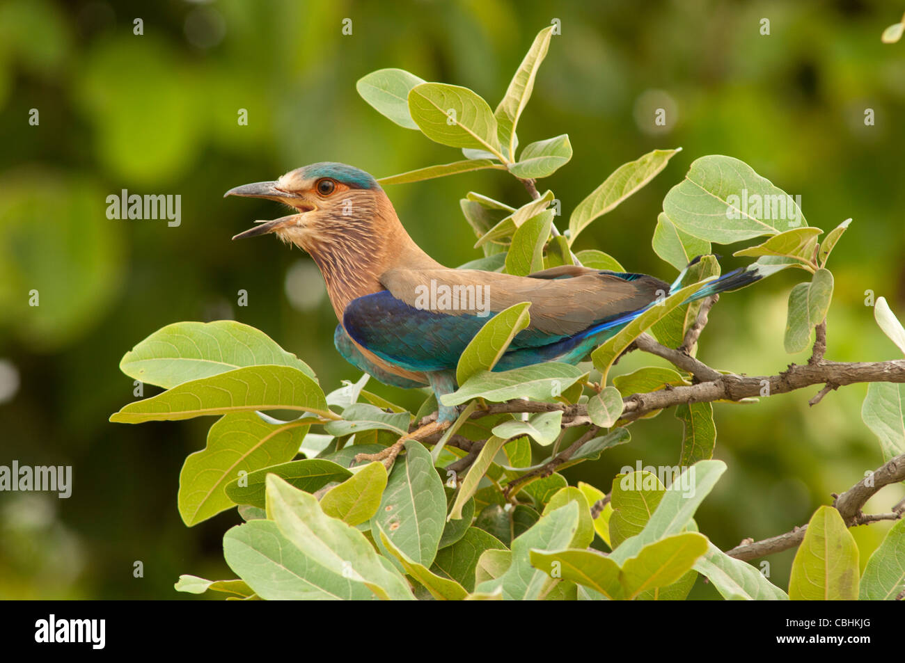 Indian Roller (Coracias Feige) Stockfoto