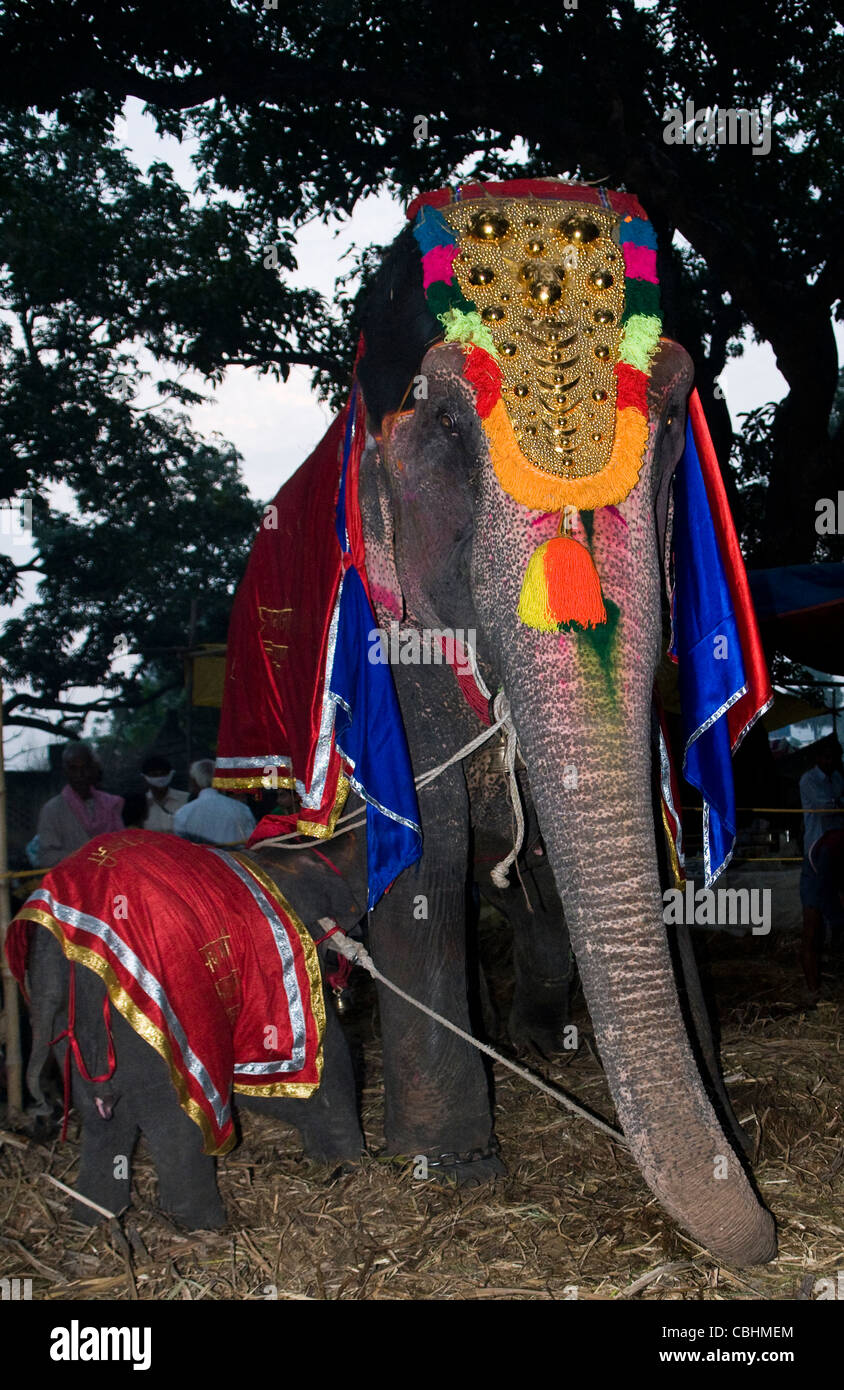 Ein junger Elefant Kälberfütterung. Foto während der jährlichen Haathi-Basar in Sonepur, Bihar. Stockfoto