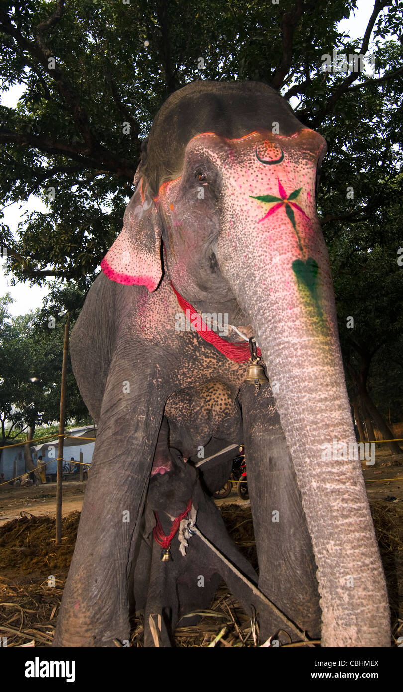 Ein junger Elefant Kälberfütterung. Foto während der jährlichen Haathi-Basar in Sonepur, Bihar. Stockfoto