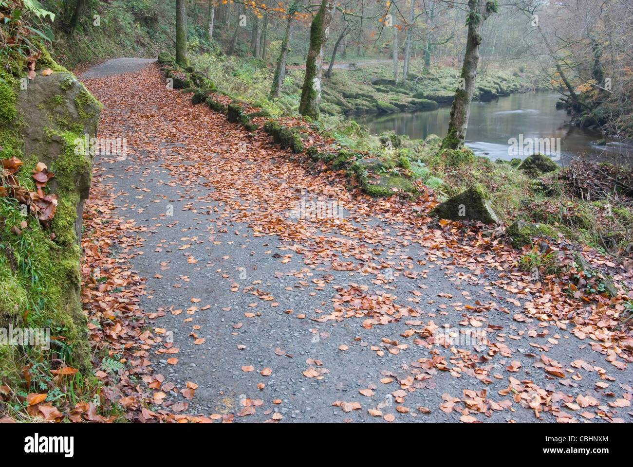 Pfad entlang des Flusses Wharfe im Strid Woods im Herbst. Stockfoto