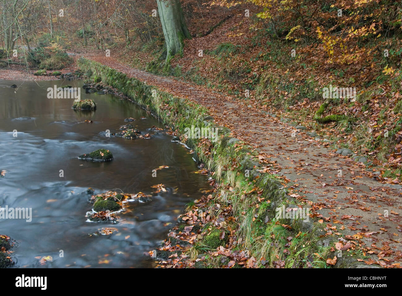 Pfad entlang des Flusses Wharfe im Strid Woods im Herbst. Stockfoto