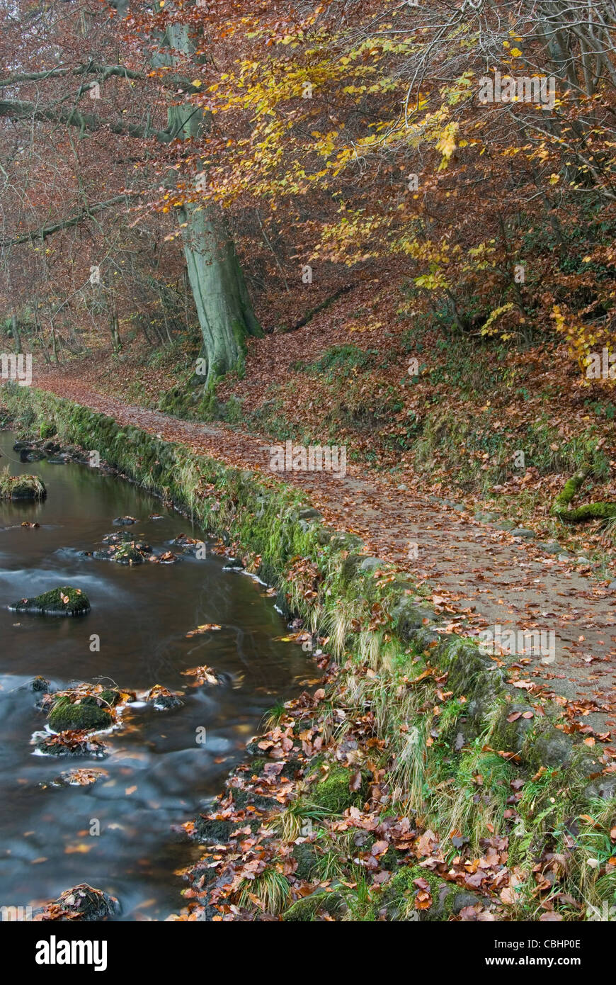 Pfad entlang des Flusses Wharfe im Strid Woods im Herbst. Stockfoto