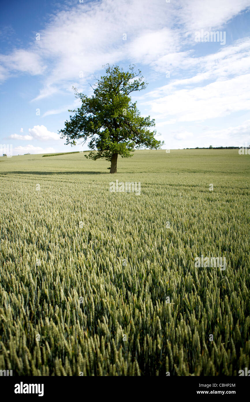 Weizenernte mit Baum Stockfoto
