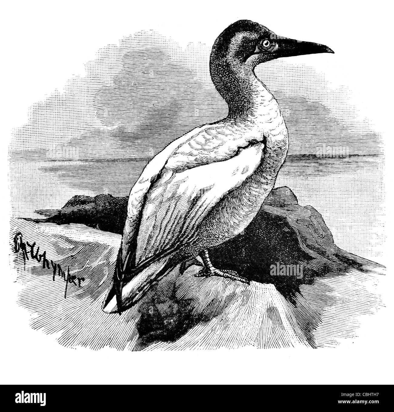 Gannet Seevogel Morus Sulidae Basstölpel Vogel jagen Fische tauchen Küste Strand Meer Küste Stockfoto Gannet Seevogel Morus Sulidae Basstölpel Vogel jagen Fische tauchen Küste Strand Meer Küste Stockfoto