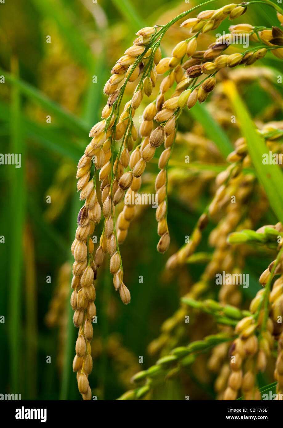 Reiskörner in der Paddys von Taiwan. Stockfoto