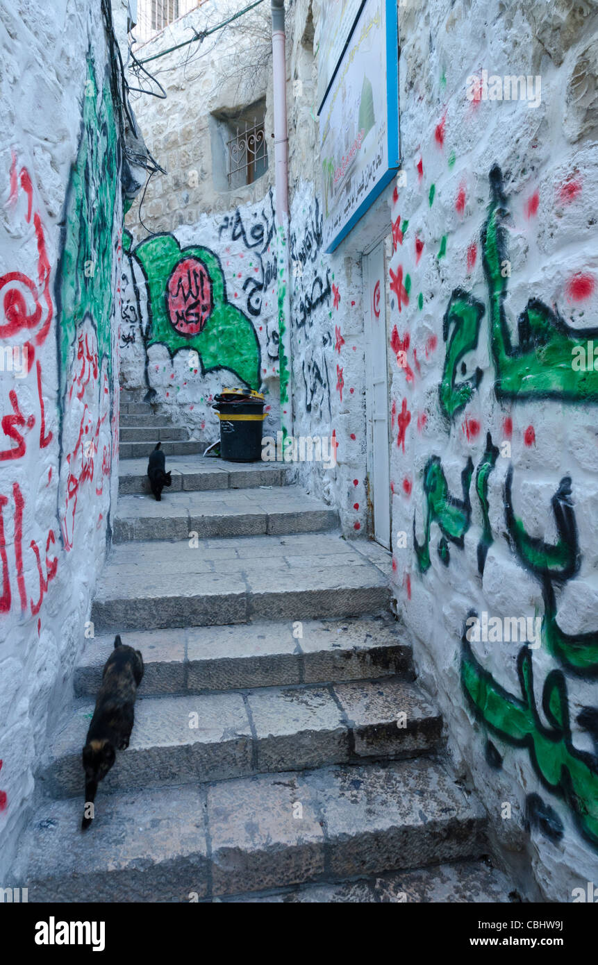 Katzen in der Straße mit Graffitis auf Arabisch an Wänden. Altstadt von Jerusalem. Israel Stockfoto