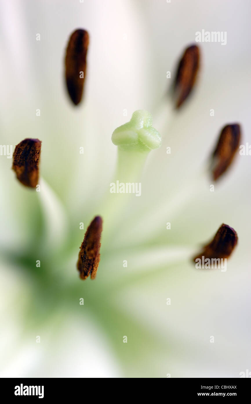 Staubblätter und Stigmatisierung von white Lily Flower (Lilium Gattung) Stockfoto