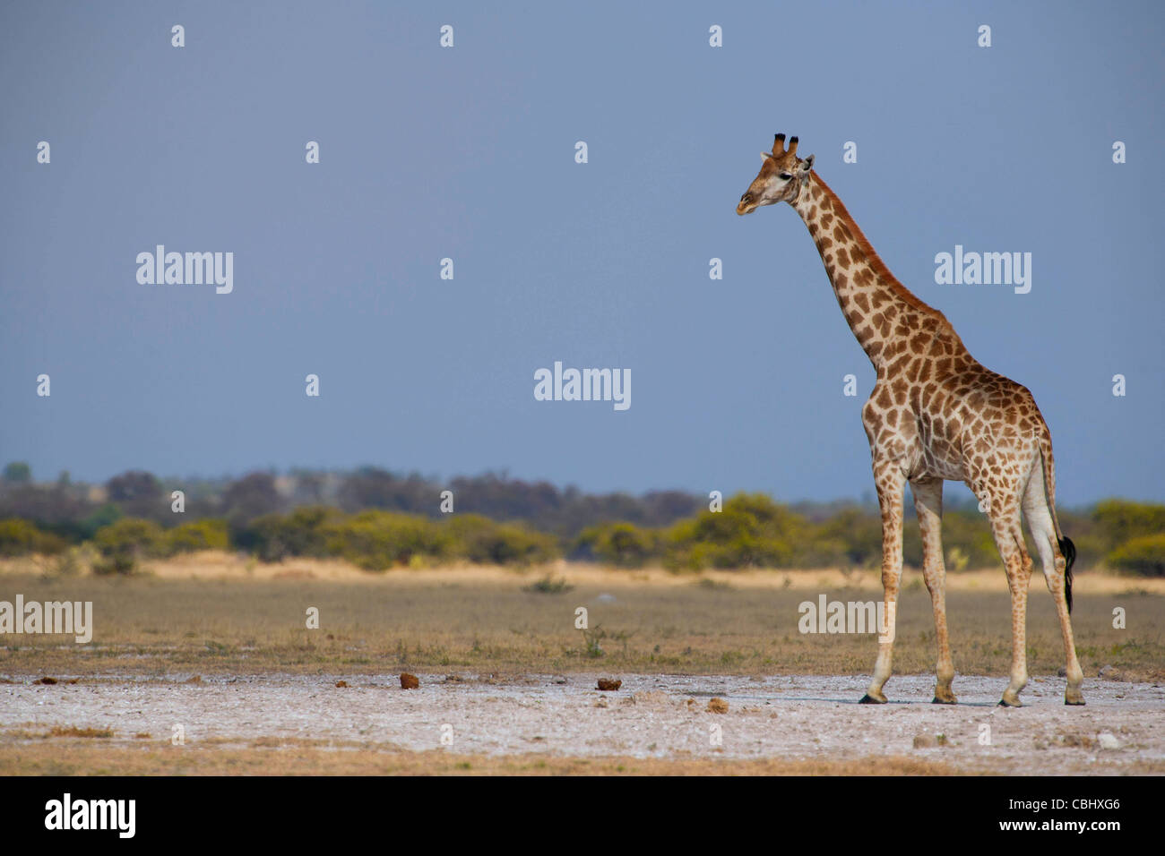 Eine Giraffe (Giraffa Plancius) gefangen auf einem der Salinen in Nxai Pan National Park, Botswana Stockfoto