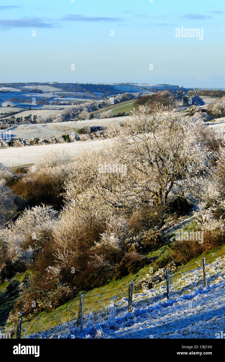 Raureif in der Nähe von Beaminster, Dorset, UK Dezember 2010 Stockfoto